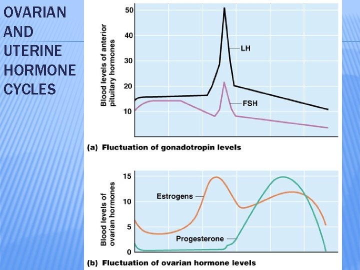 OVARIAN AND UTERINE HORMONE CYCLES 