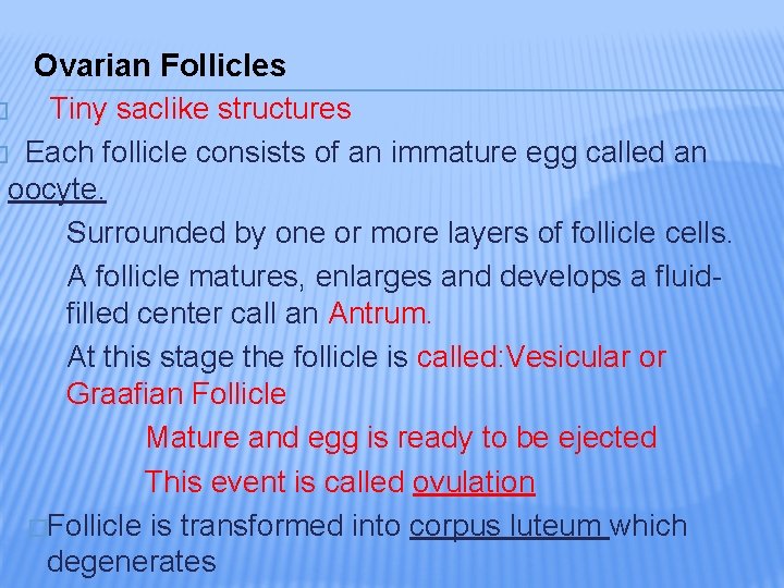Ovarian Follicles � Tiny saclike structures � Each follicle consists of an immature egg