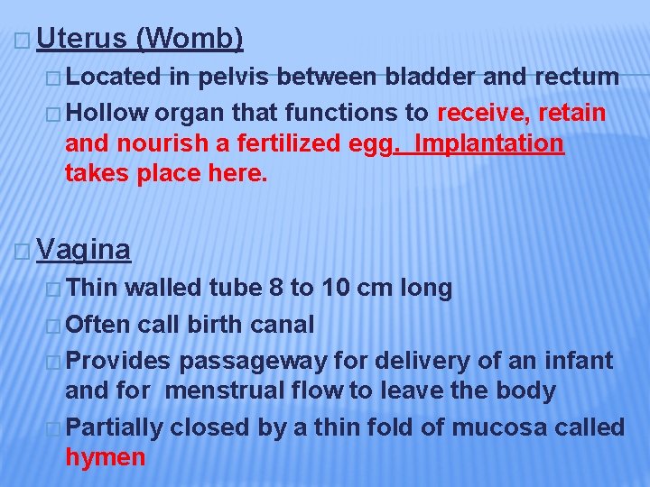 � Uterus (Womb) � Located in pelvis between bladder and rectum � Hollow organ