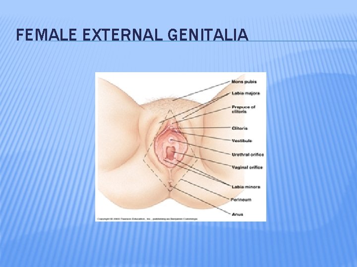 FEMALE EXTERNAL GENITALIA 