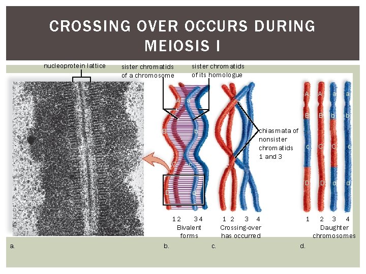 CROSSING OVER OCCURS DURING MEIOSIS I nucleoprotein lattice sister chromatids of its homologue sister