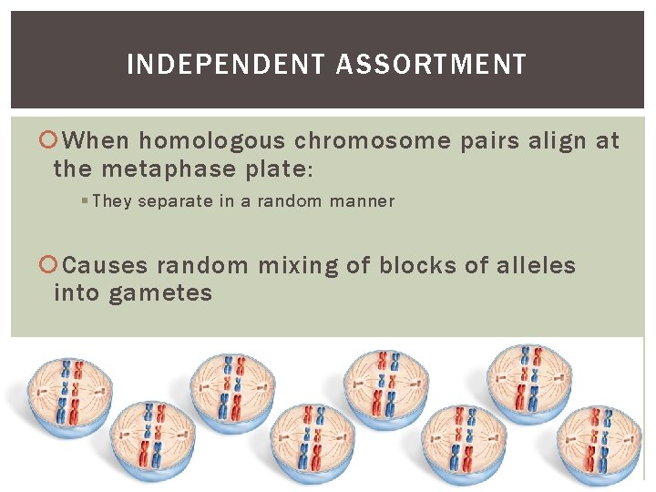 INDEPENDENT ASSORTMENT When homologous chromosome pairs align at the metaphase plate: § They separate