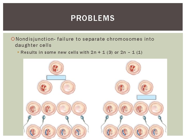 PROBLEMS Nondisjunction- failure to separate chromosomes into daughter cells § Results in some new