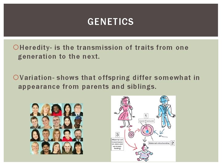 GENETICS Heredity- is the transmission of traits from one generation to the next. Variation-