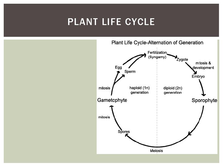 PLANT LIFE CYCLE 