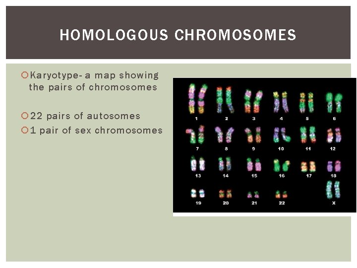 HOMOLOGOUS CHROMOSOMES Karyotype- a map showing the pairs of chromosomes 22 pairs of autosomes