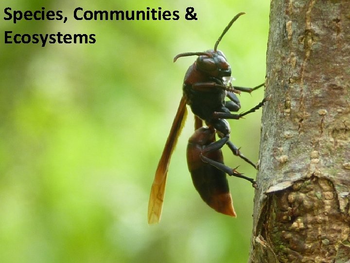 Species, Communities & Ecosystems 