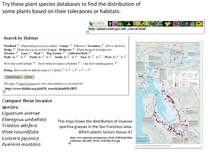 Compare these invasive species: Ligustrum sinense Elaeagnus umbellata Triadica sebifera Vitex rotundifolia Lonicera japonica