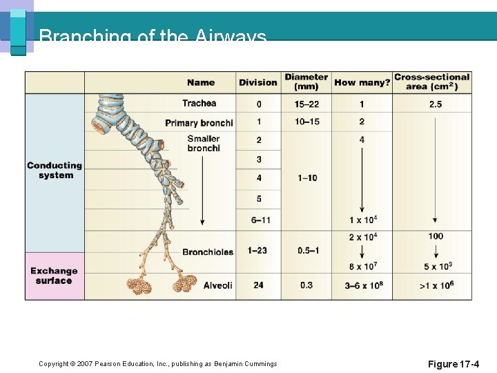 Branching of the Airways Copyright © 2007 Pearson Education, Inc. , publishing as Benjamin