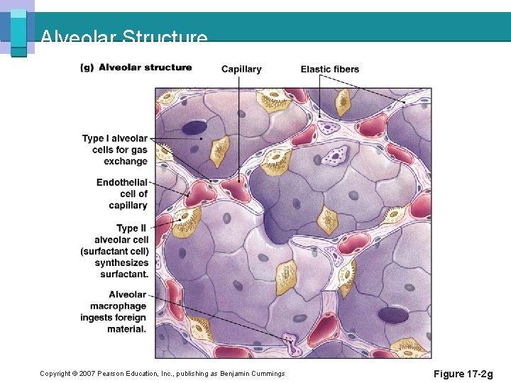 Alveolar Structure Copyright © 2007 Pearson Education, Inc. , publishing as Benjamin Cummings Figure