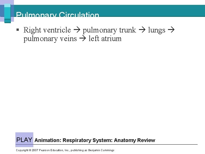 Pulmonary Circulation § Right ventricle pulmonary trunk lungs pulmonary veins left atrium PLAY Animation: