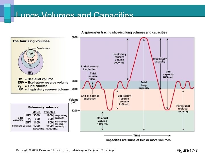Lungs Volumes and Capacities Copyright © 2007 Pearson Education, Inc. , publishing as Benjamin