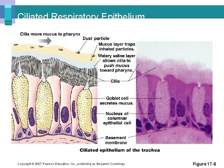 Ciliated Respiratory Epithelium Copyright © 2007 Pearson Education, Inc. , publishing as Benjamin Cummings