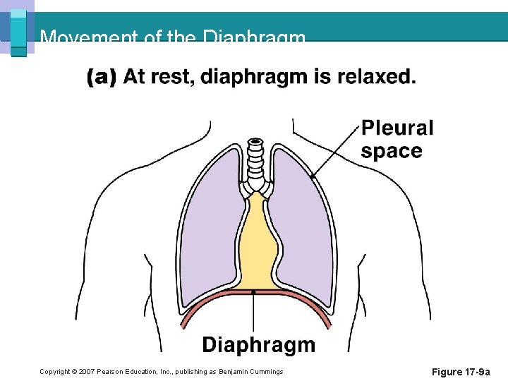 Movement of the Diaphragm Copyright © 2007 Pearson Education, Inc. , publishing as Benjamin