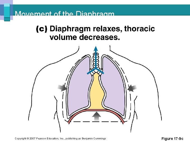Movement of the Diaphragm Copyright © 2007 Pearson Education, Inc. , publishing as Benjamin