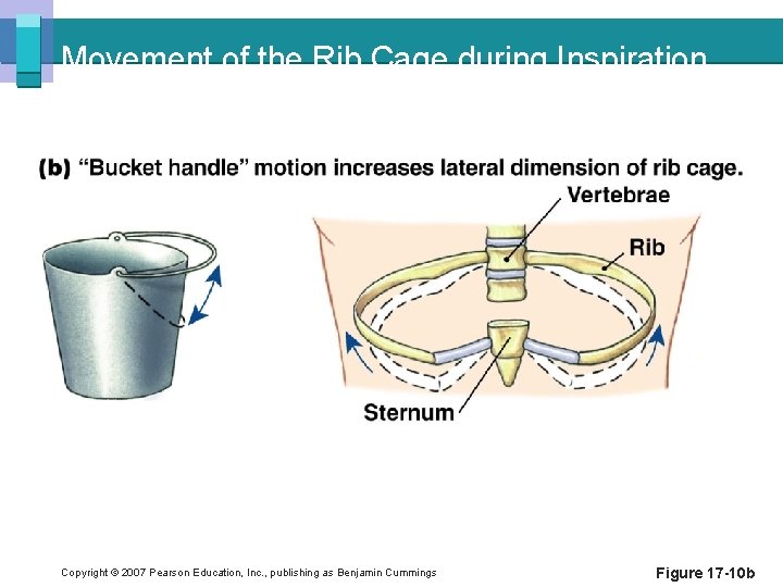Movement of the Rib Cage during Inspiration Copyright © 2007 Pearson Education, Inc. ,