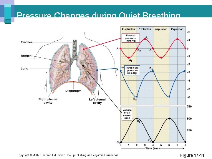 Pressure Changes during Quiet Breathing Copyright © 2007 Pearson Education, Inc. , publishing as