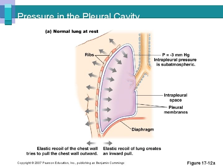 Pressure in the Pleural Cavity Copyright © 2007 Pearson Education, Inc. , publishing as
