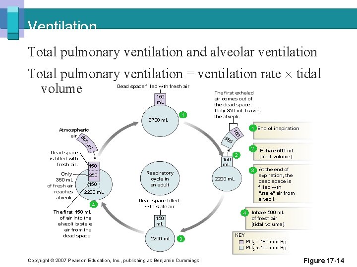 Ventilation Total pulmonary ventilation and alveolar ventilation Total pulmonary ventilation = ventilation rate tidal