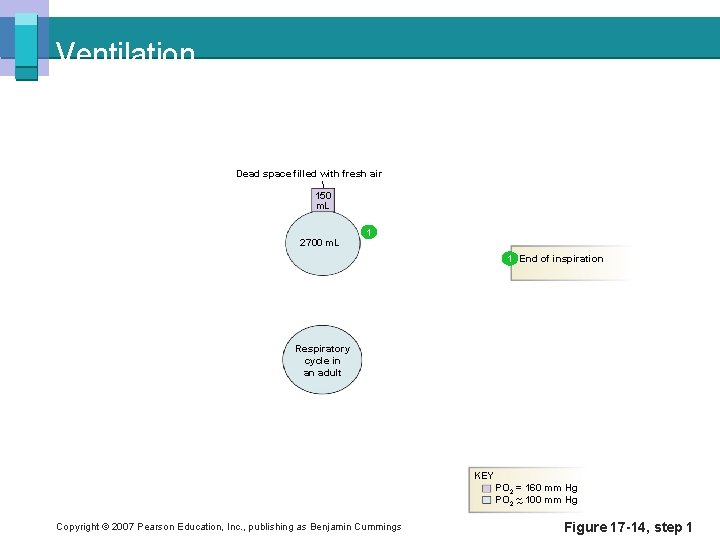 Ventilation Dead space filled with fresh air 150 m. L 2700 m. L 1