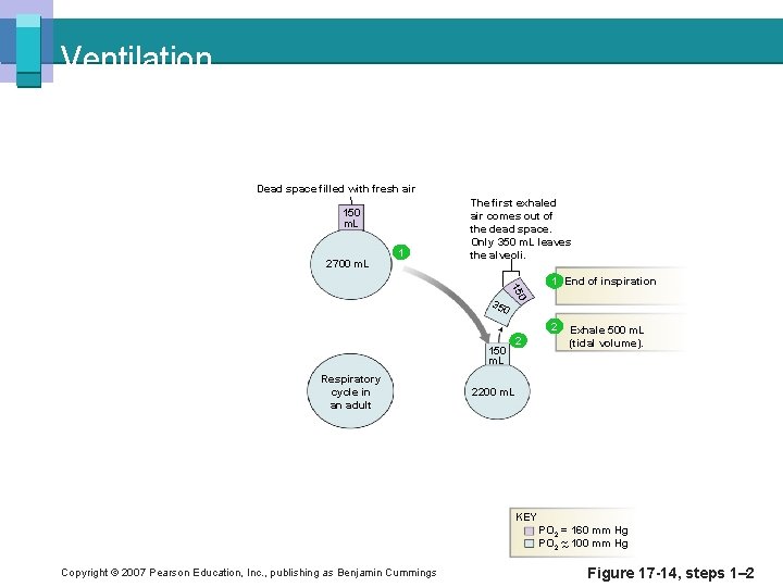 Ventilation Dead space filled with fresh air 150 m. L 2700 m. L 1