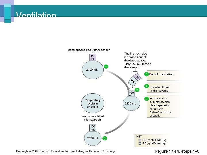 Ventilation Dead space filled with fresh air 150 m. L 2700 m. L 1