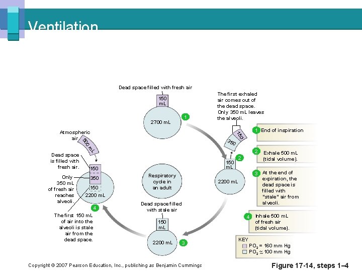 Ventilation Dead space filled with fresh air 150 m. L 2700 m. L 1