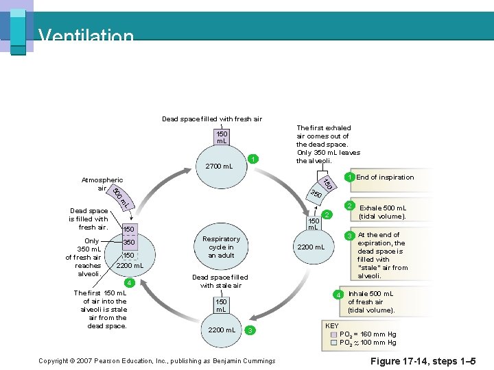 Ventilation Dead space filled with fresh air 150 m. L 2700 m. L 1