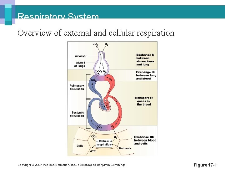 Respiratory System Overview of external and cellular respiration Copyright © 2007 Pearson Education, Inc.
