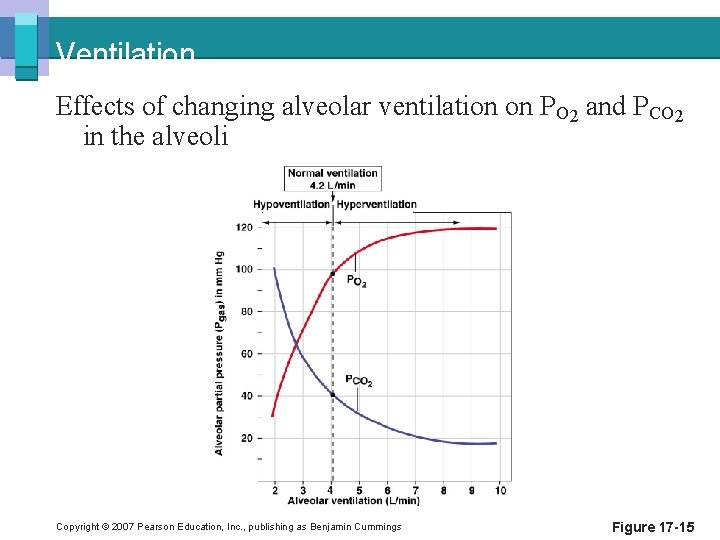 Ventilation Effects of changing alveolar ventilation on PO 2 and PCO 2 in the