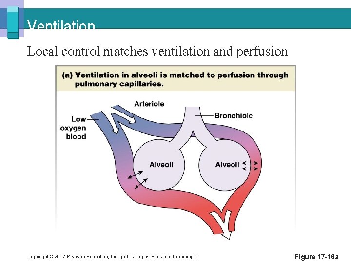 Ventilation Local control matches ventilation and perfusion Copyright © 2007 Pearson Education, Inc. ,
