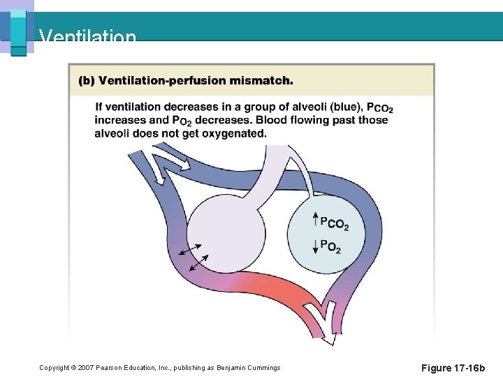 Ventilation Copyright © 2007 Pearson Education, Inc. , publishing as Benjamin Cummings Figure 17