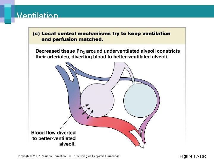 Ventilation Copyright © 2007 Pearson Education, Inc. , publishing as Benjamin Cummings Figure 17