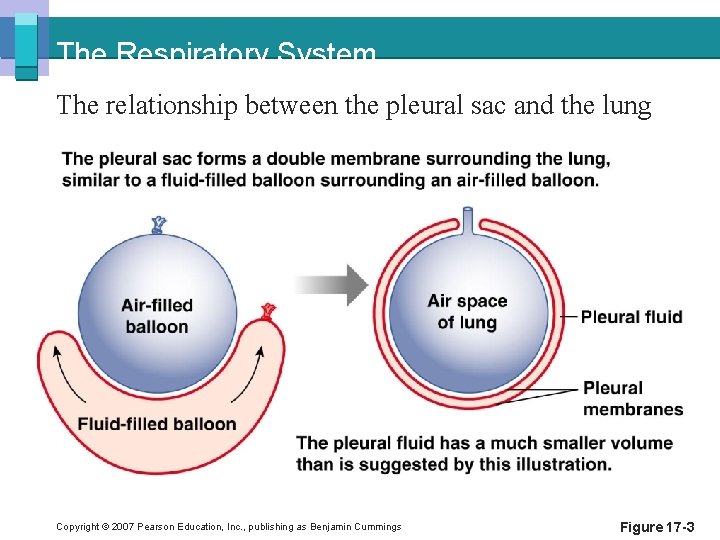 The Respiratory System The relationship between the pleural sac and the lung Copyright ©