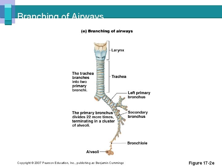 Branching of Airways Copyright © 2007 Pearson Education, Inc. , publishing as Benjamin Cummings