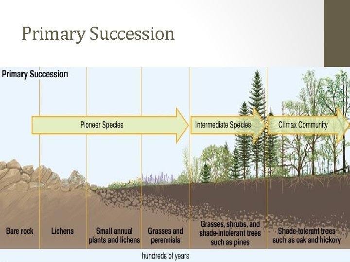 Primary Succession 