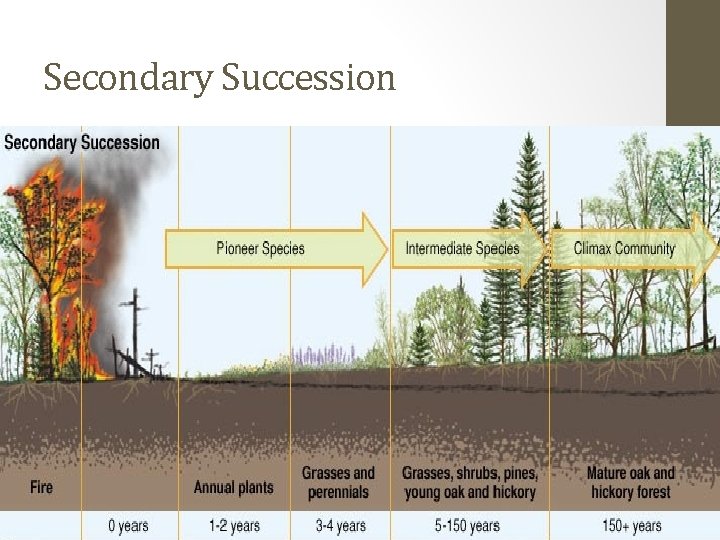 Secondary Succession 