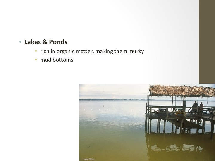  • Lakes & Ponds • rich in organic matter, making them murky •