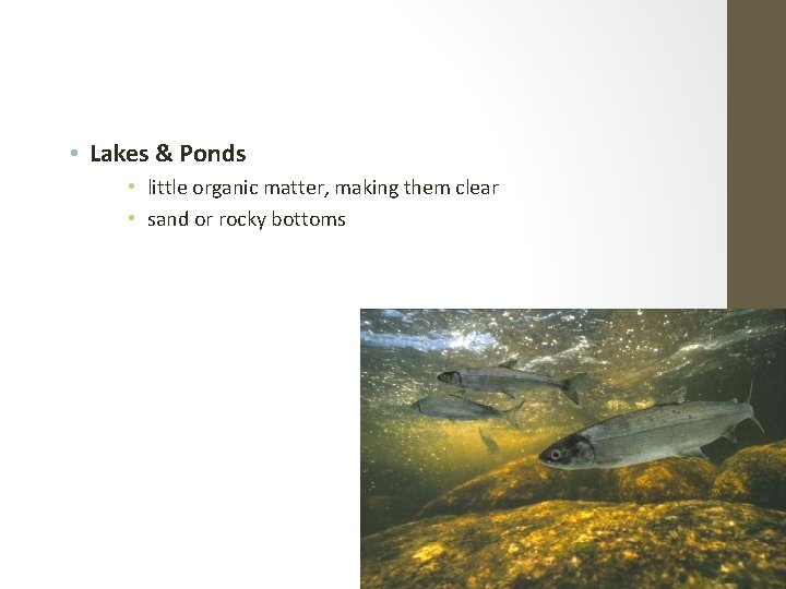  • Lakes & Ponds • little organic matter, making them clear • sand