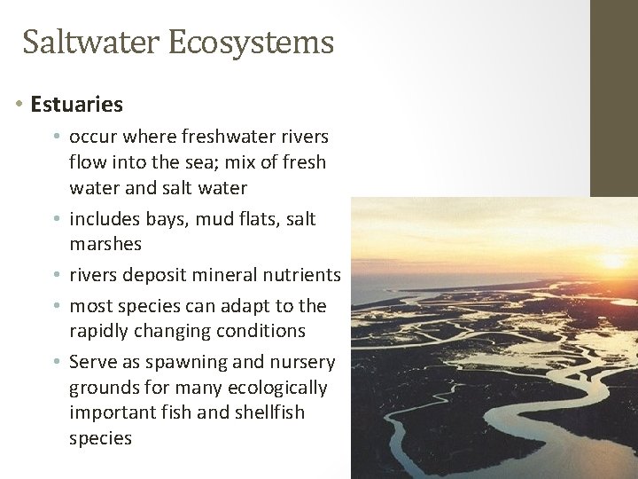 Saltwater Ecosystems • Estuaries • occur where freshwater rivers flow into the sea; mix