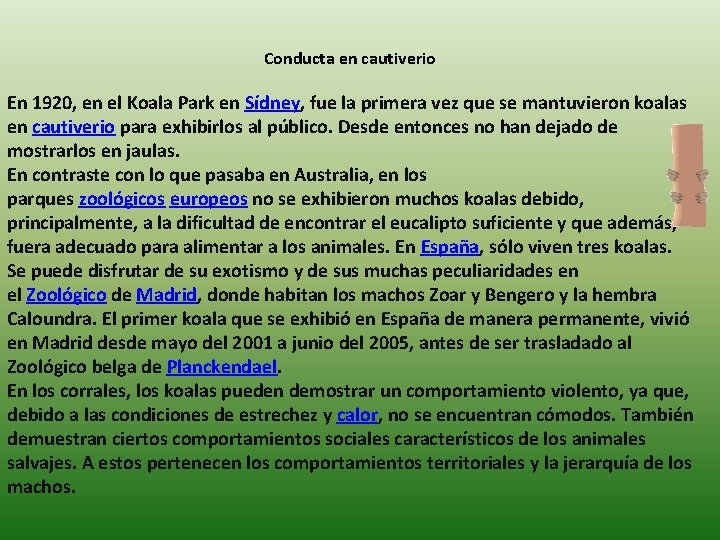 Conducta en cautiverio En 1920, en el Koala Park en Sídney, fue la primera