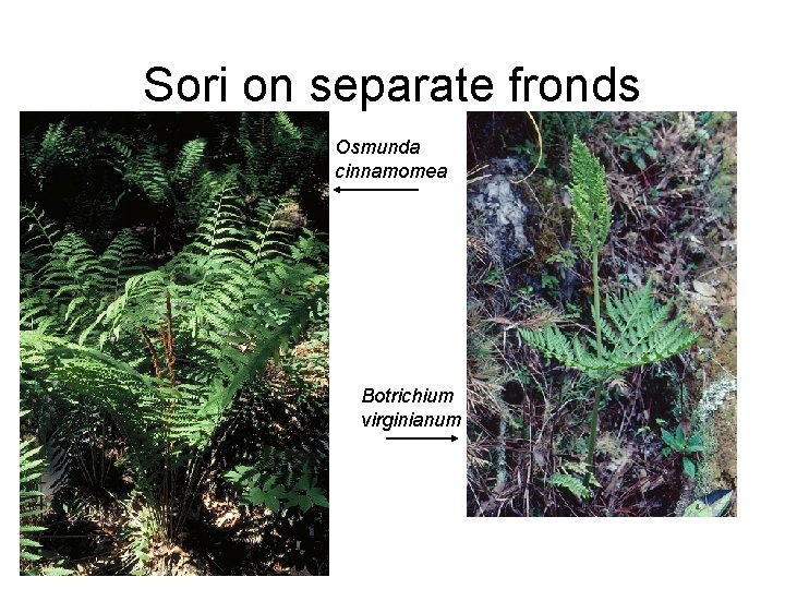 Sori on separate fronds Osmunda cinnamomea Botrichium virginianum 