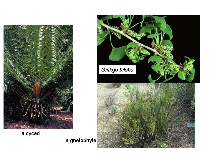 Ginkgo biloba a cycad a gnetophyte 