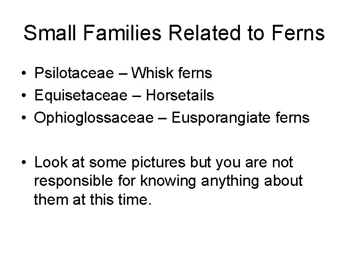 Small Families Related to Ferns • Psilotaceae – Whisk ferns • Equisetaceae – Horsetails