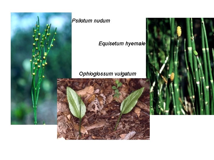 Psilotum nudum Equisetum hyemale Ophioglossum vulgatum 