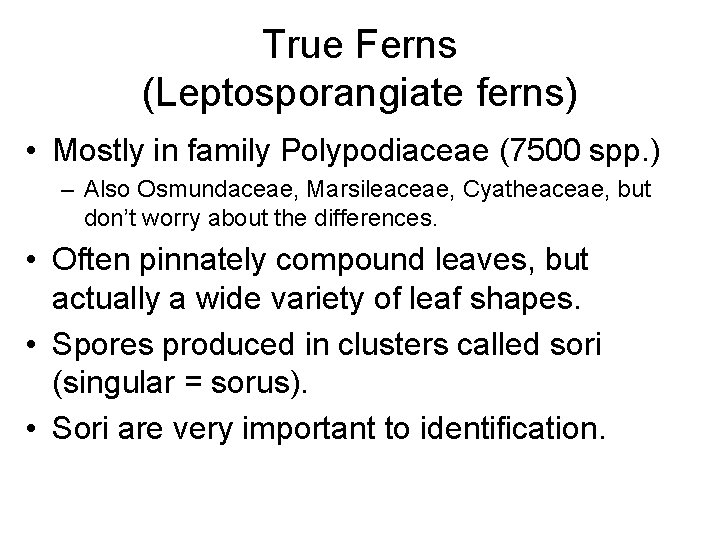 True Ferns (Leptosporangiate ferns) • Mostly in family Polypodiaceae (7500 spp. ) – Also