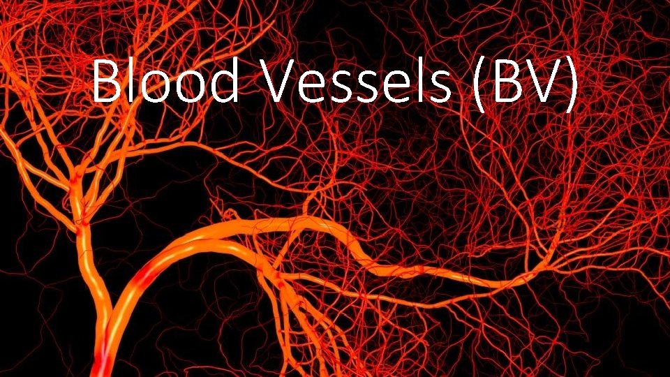 Blood Vessels (BV) 
