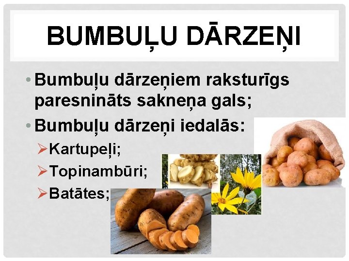 BUMBUĻU DĀRZEŅI • Bumbuļu dārzeņiem raksturīgs paresnināts sakneņa gals; • Bumbuļu dārzeņi iedalās: ØKartupeļi;