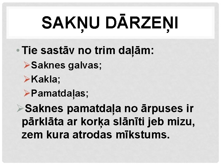 SAKŅU DĀRZEŅI • Tie sastāv no trim daļām: ØSaknes galvas; ØKakla; ØPamatdaļas; ØSaknes pamatdaļa