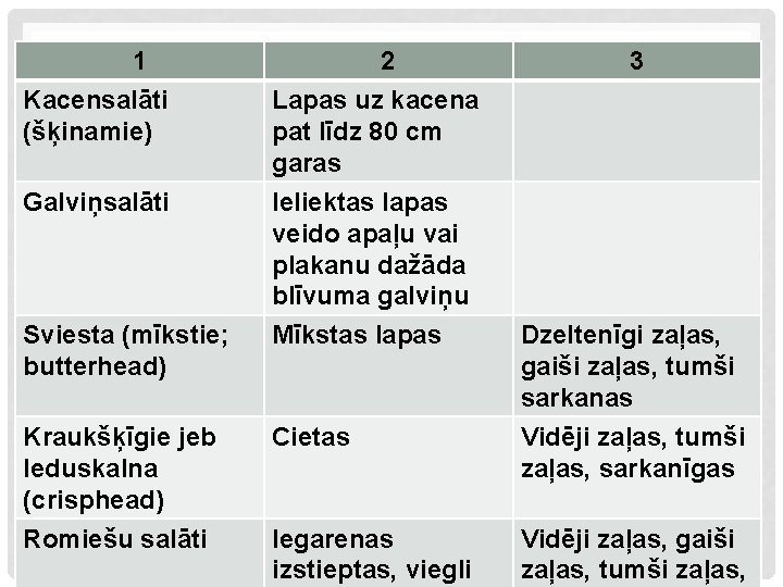 1 Kacensalāti (šķinamie) 2 Lapas uz kacena pat līdz 80 cm garas Galviņsalāti Ieliektas